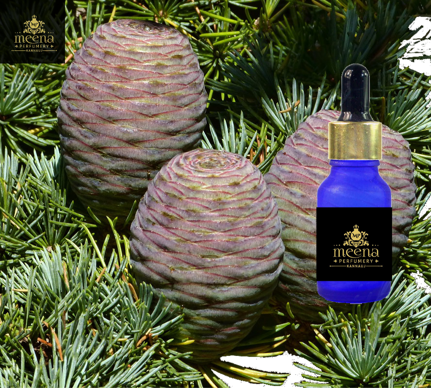 Atlas Cedar