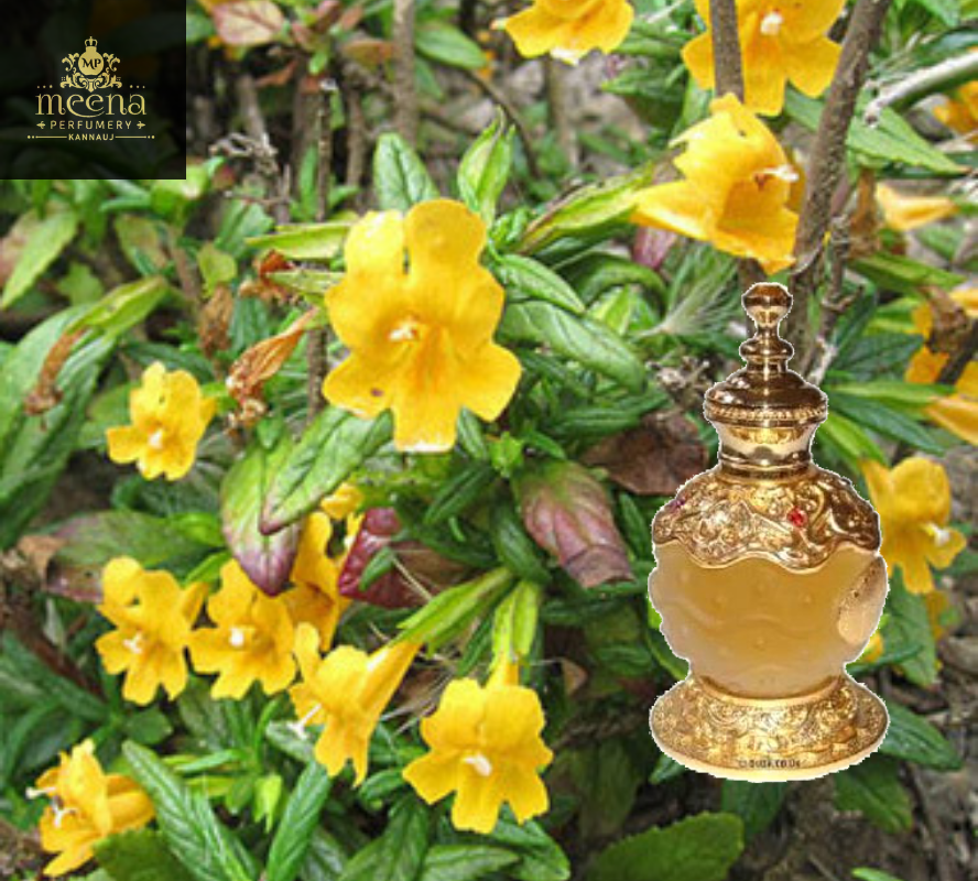 Black Musk Attar