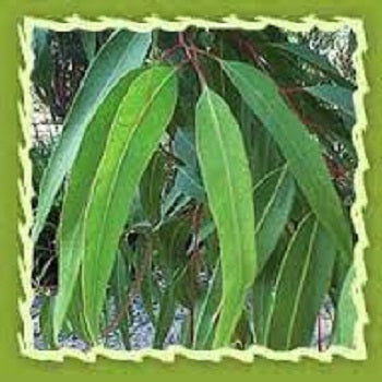 Citriodora Oil