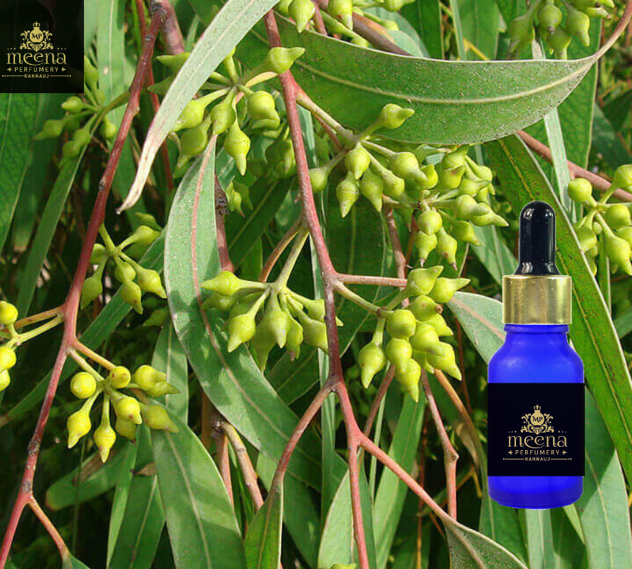 Eucalyptus Oil