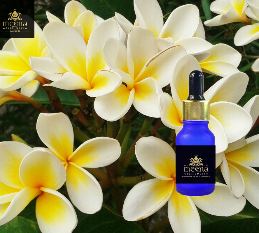 Frangipani Oil
