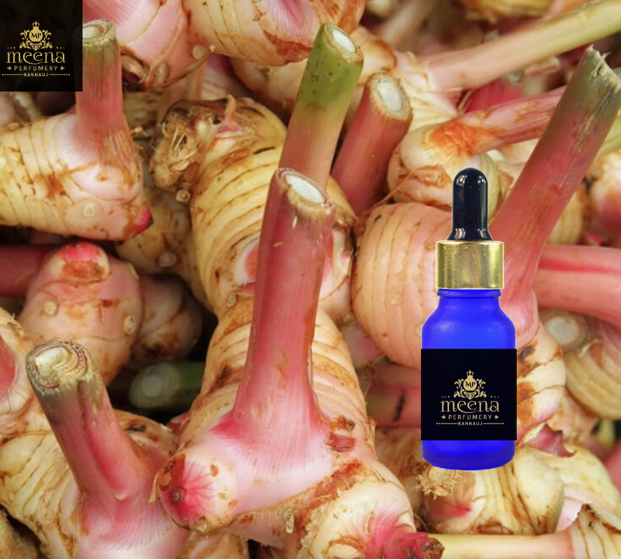 Galangal Oil