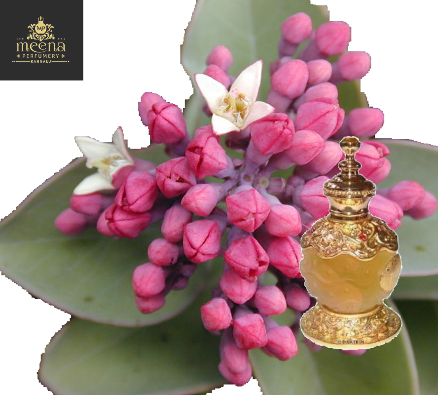 Shamama Attar Special