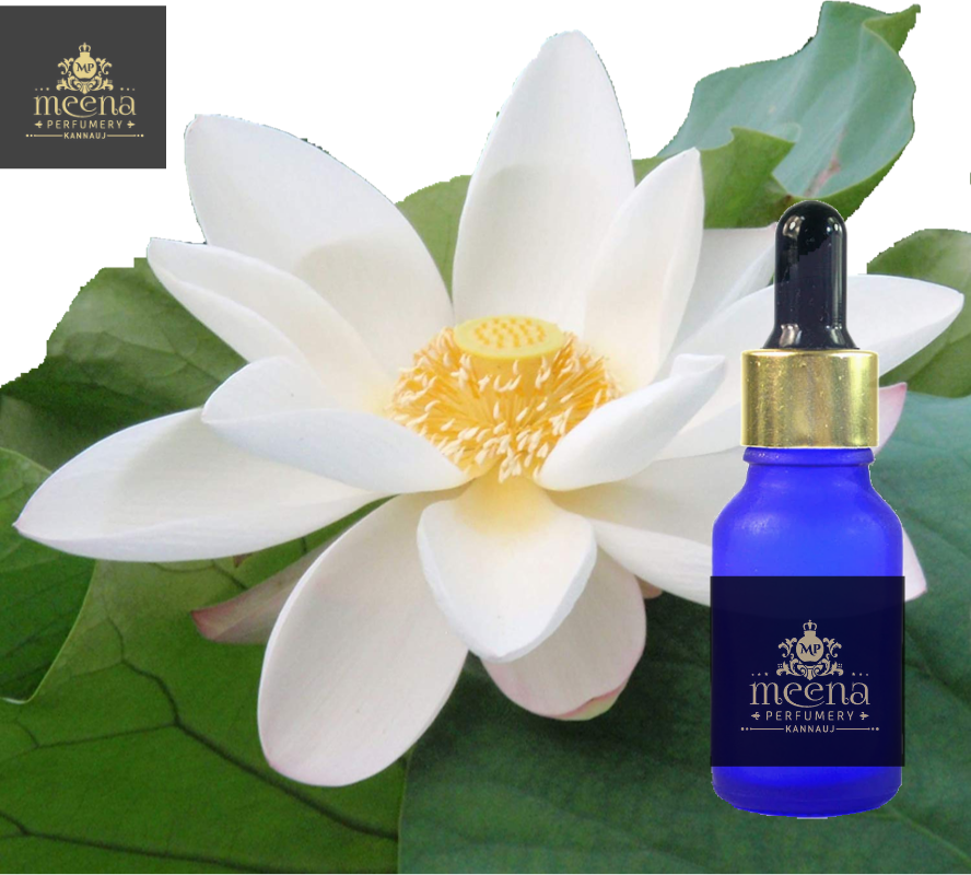 White Lotus Absolute Oil