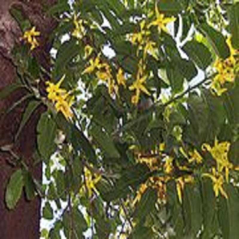 Ylang Ylang Oil (Cananga)